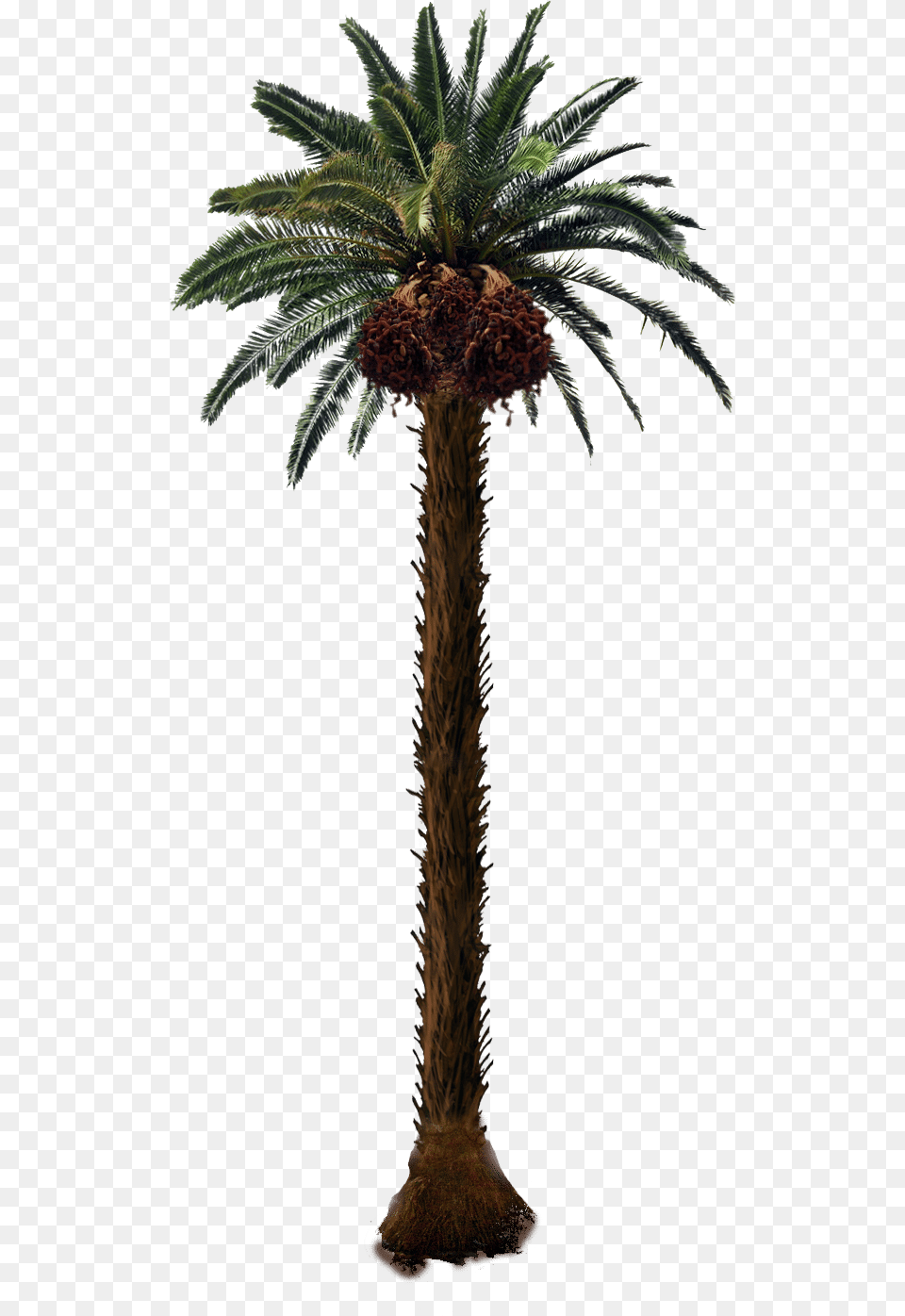 Date Palm Tree, Palm Tree, Plant Free Transparent Png