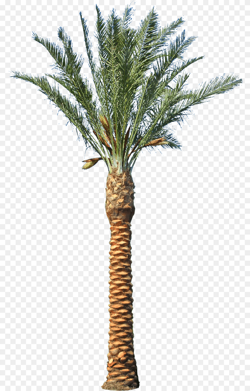 Date Palm Tree, Palm Tree, Plant Free Png