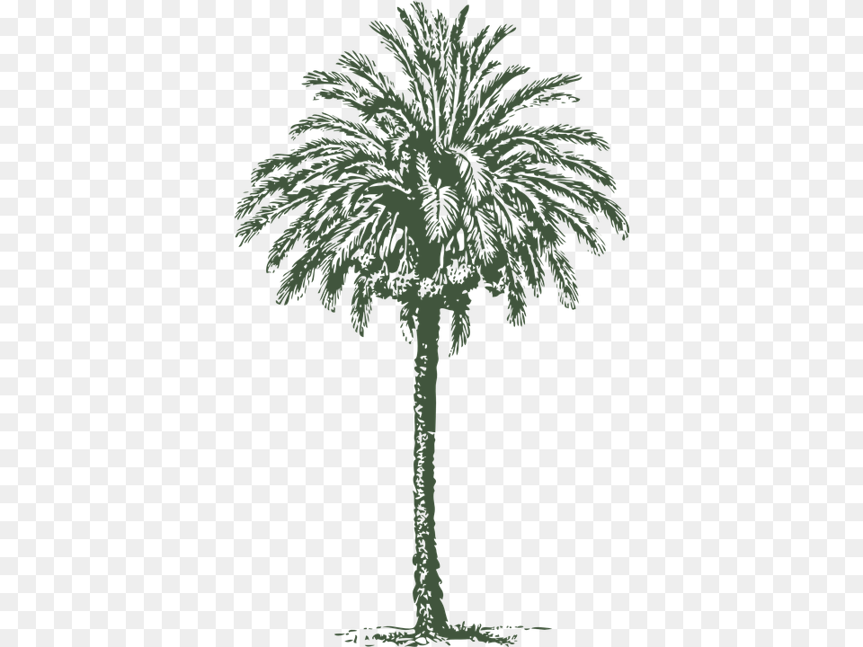 Date Palm Tree Arabian Date Palm Trunk Date Palm Tree Diameter, Palm Tree, Plant, Vegetation, Person Free Png Download