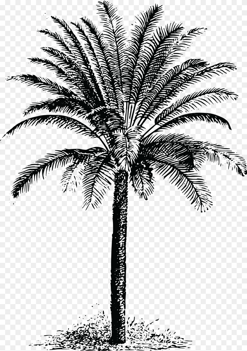 Date Palm Tree Black And White, Palm Tree, Plant Png Image