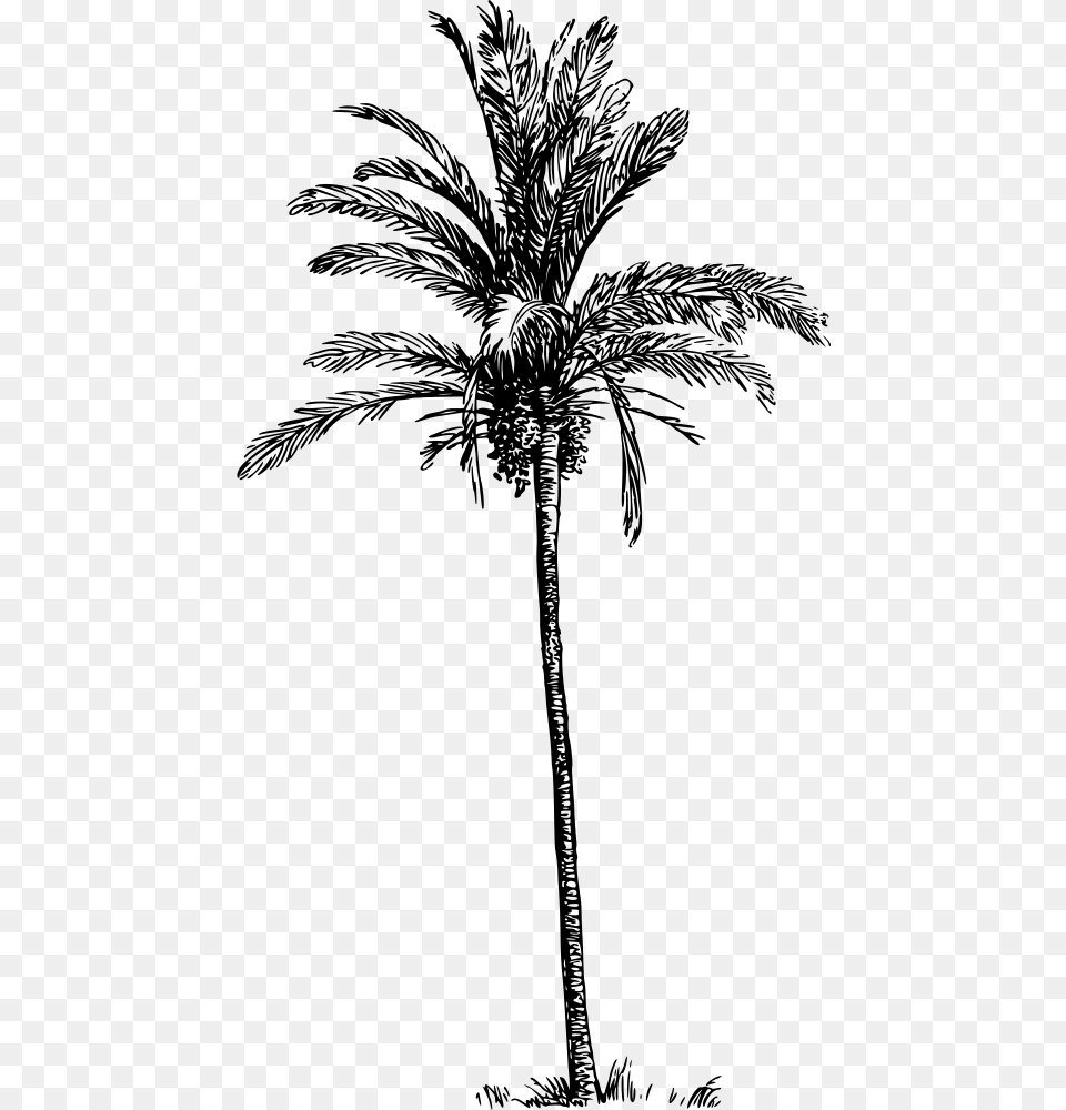 Date Palm Tree Drawing, Gray Png Image