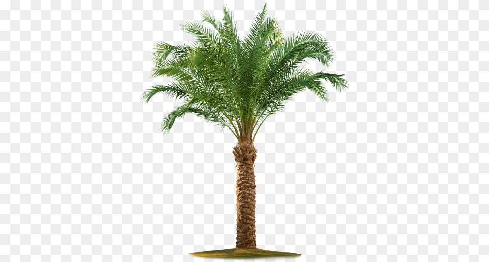 Date Palm Tree Palm Tree White Background, Palm Tree, Plant Png