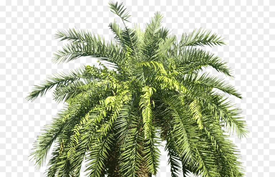 Date Tree, Palm Tree, Plant, Fern, Fir Free Png Download