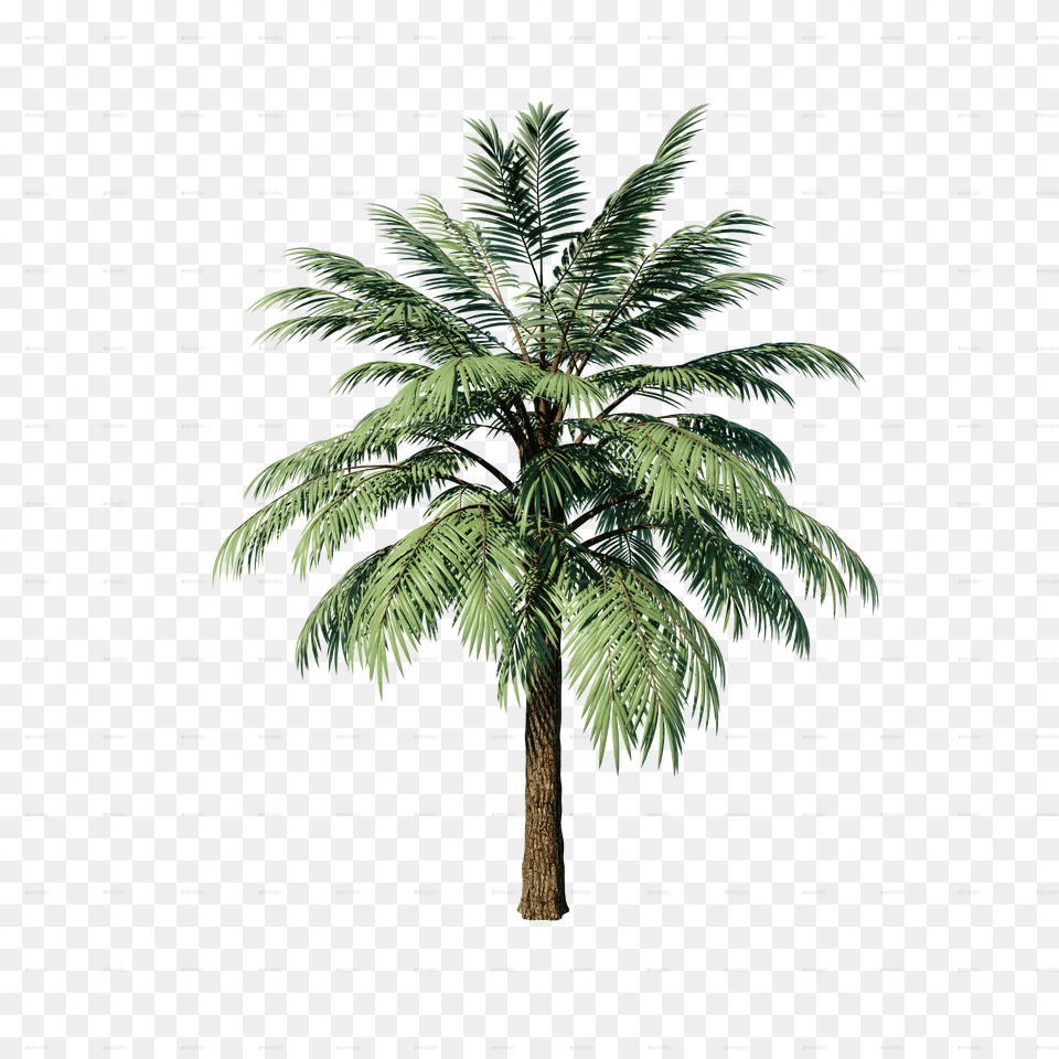Date Tree Free Png Download