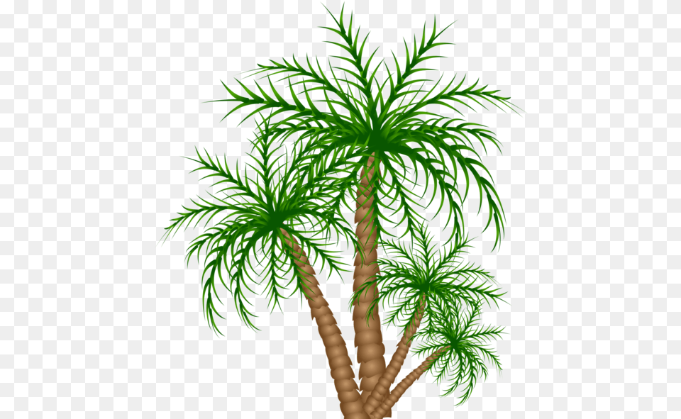 Date Tree Clipart, Conifer, Palm Tree, Plant Free Png