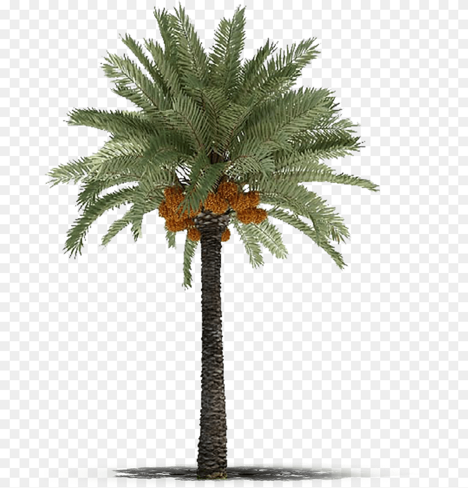 Dates Palm Tree, Palm Tree, Plant Free Png Download