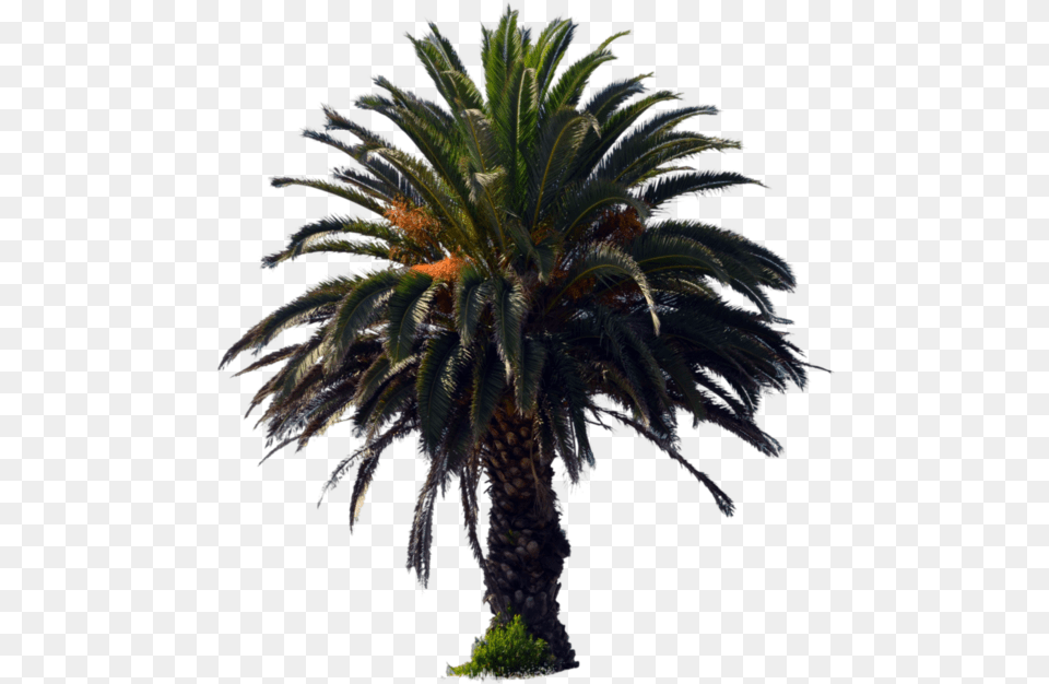 Dates Palm Trees Palm Oil Tree, Palm Tree, Plant Free Png Download