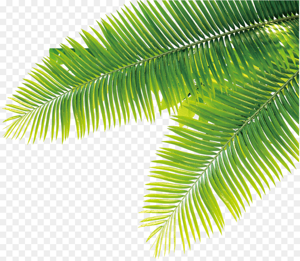 Dates Date Palm Tropical Plant Fern, Tree, Leaf, Vegetation Free Transparent Png