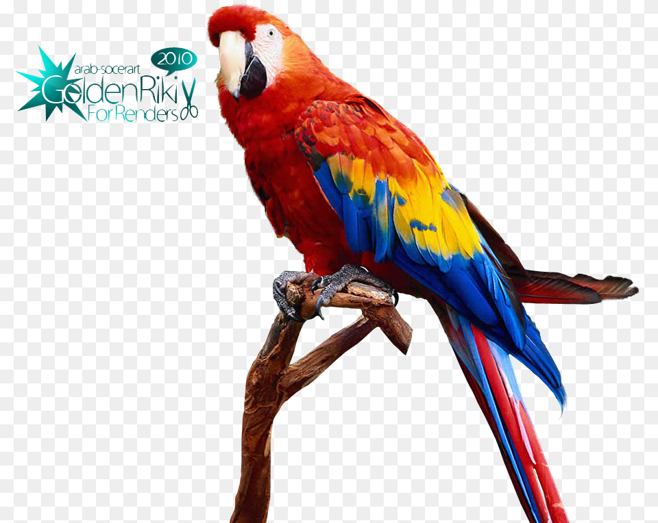 Dating Older Guys Yahoo, Animal, Bird, Macaw, Parrot Png