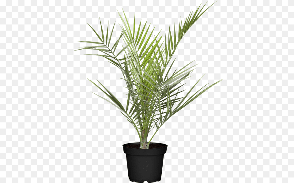 Datlovnk Kanrsk, Palm Tree, Plant, Tree, Leaf Free Png