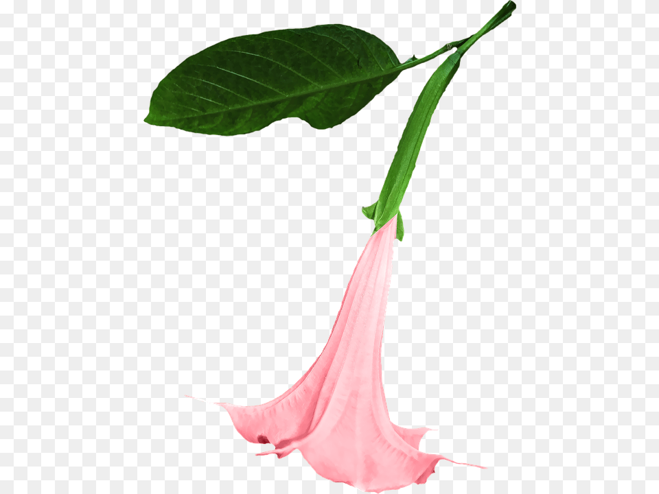 Datura Flower, Plant, Leaf, Acanthaceae Free Png