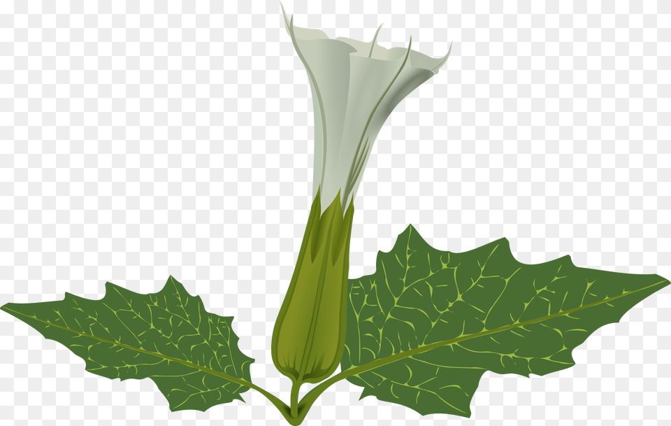 Datura Flower, Leaf, Plant, Herbal, Herbs Free Png Download