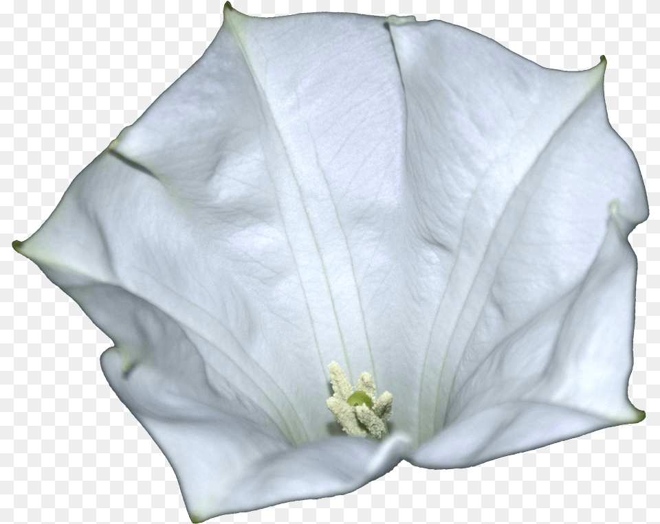 Datura Metel Flower Datura, Petal, Plant, Pollen, Geranium Png