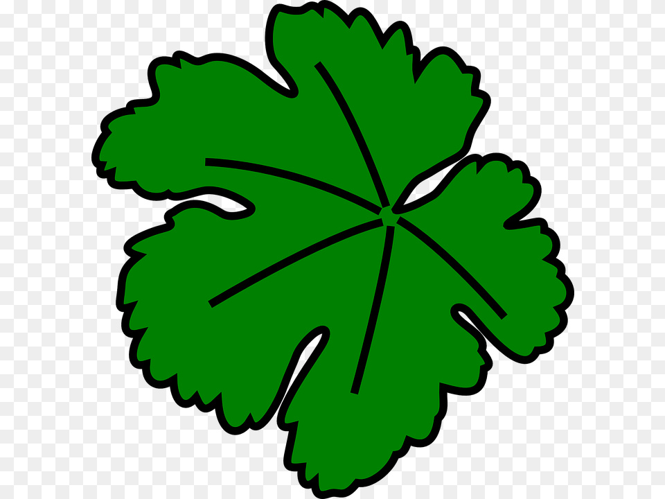 Daun Anggur Vector, Leaf, Plant, Flower, Geranium Png Image