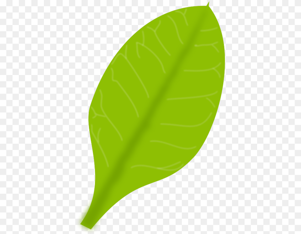 Daun Cartoon, Leaf, Plant, Clothing, Hardhat Free Transparent Png