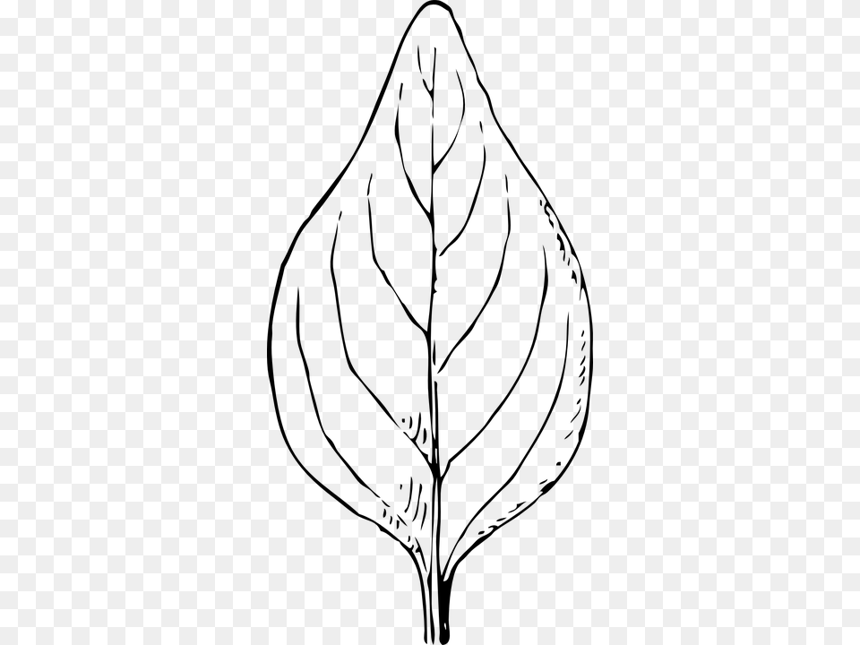 Daun Clipart Black And White Betel Leaf Clip Art, Gray Free Transparent Png