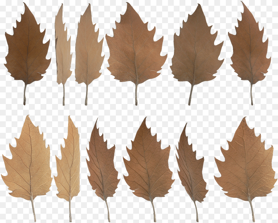 Daun Daun Kering, Leaf, Plant, Tree, Maple Leaf Free Transparent Png