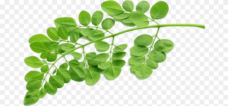 Daun Kelor Moringa Leaf, Herbal, Herbs, Plant, Astragalus Free Transparent Png