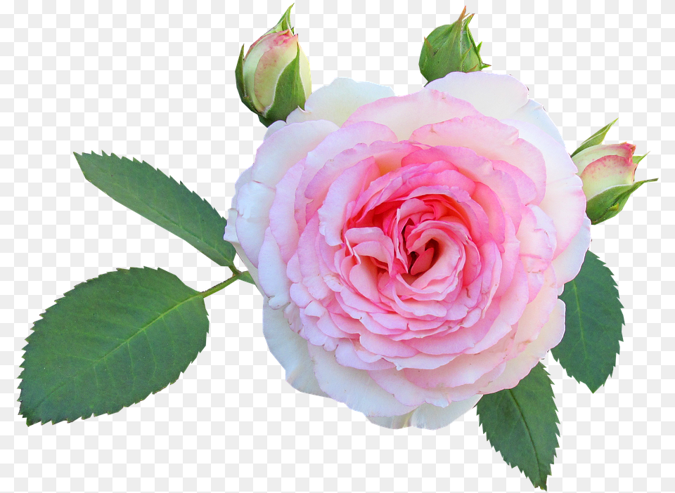 Daun Rose Flower Floral Petal Love Daun Bunga Bunga Mawar, Plant Free Png