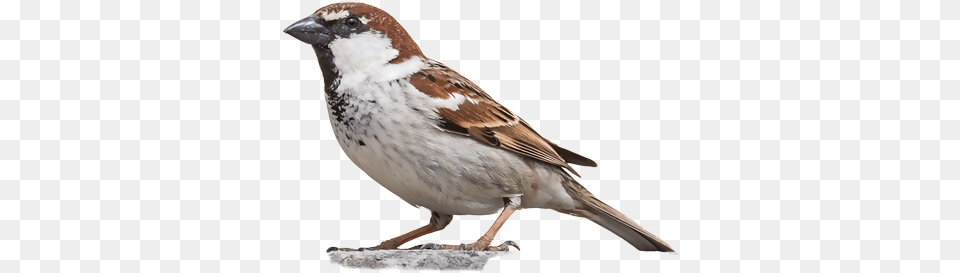 David Bailey, Animal, Bird, Sparrow, Finch Free Transparent Png