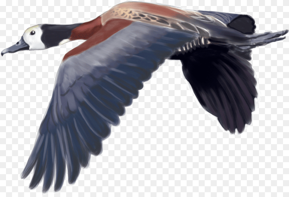 David Denies Bird Hunting In Argentina U0026 Uruguay Duck, Animal, Anseriformes, Waterfowl Png