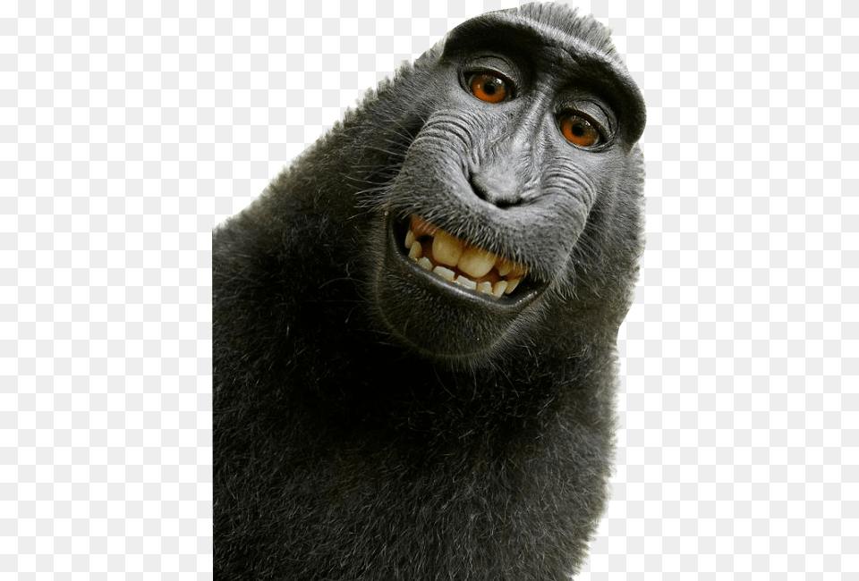 David Slater Monkey, Animal, Mammal, Wildlife, Ape Free Png