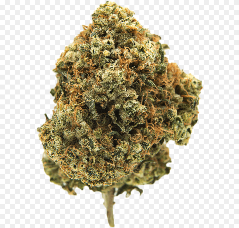 Davinci Og Marijuana Strain Cannabis Bud Transparent, Plant, Weed Free Png Download