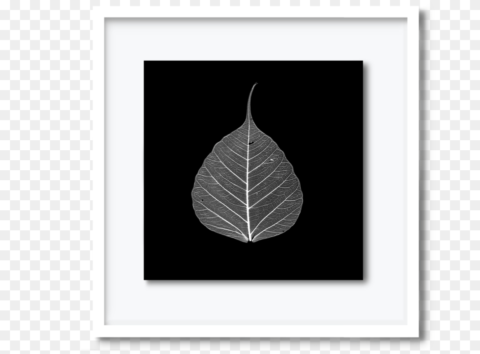 Davpearce Leaf, Plant, Blackboard Free Transparent Png