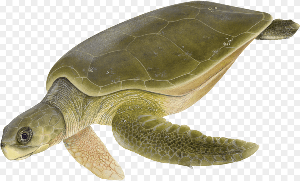 Dawn Witherington Flatback Sea Turtle, Animal, Reptile, Sea Life, Sea Turtle Png