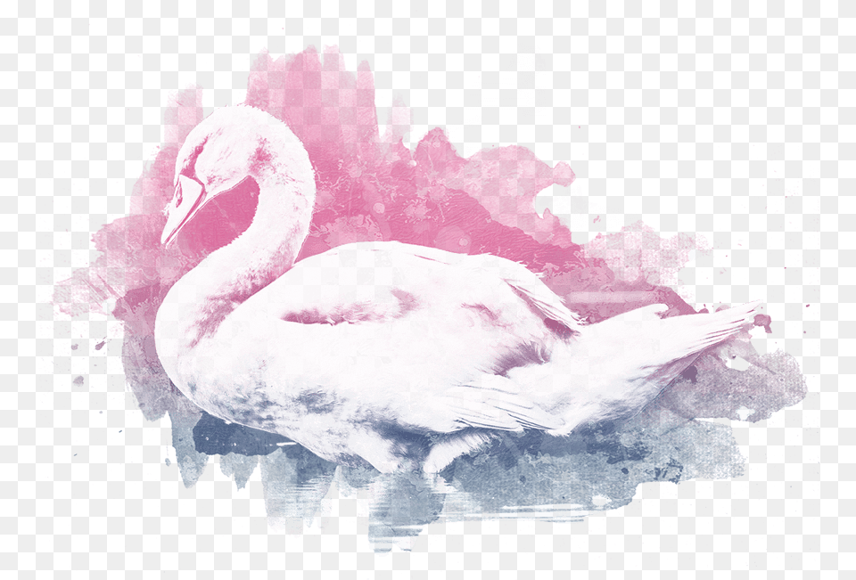 Day, Animal, Bird, Swan Png Image