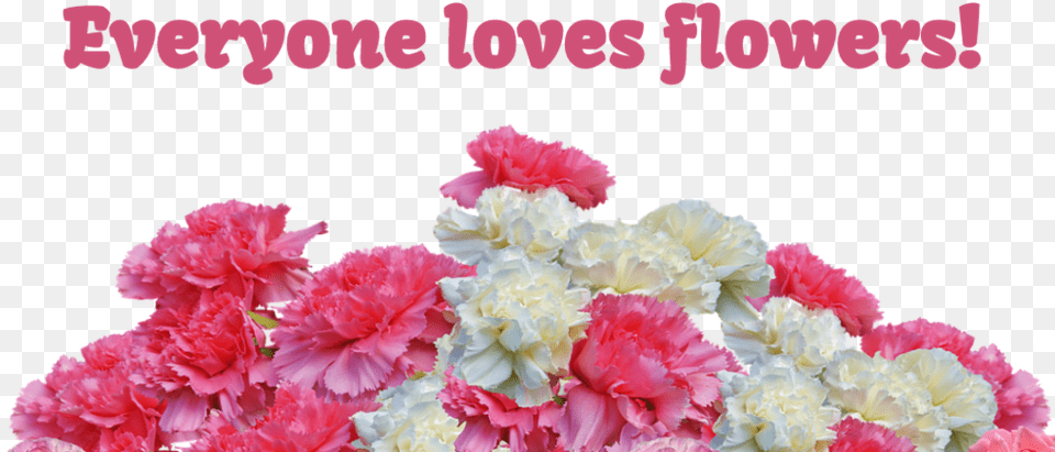 Day Carnation Sale Benefiting The Travel Club Carnation Flowers For Valentines Day, Flower, Plant, Flower Arrangement, Flower Bouquet Png