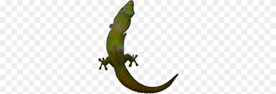 Day Gecko Phelsuma, Animal, Lizard, Reptile, Anole Png