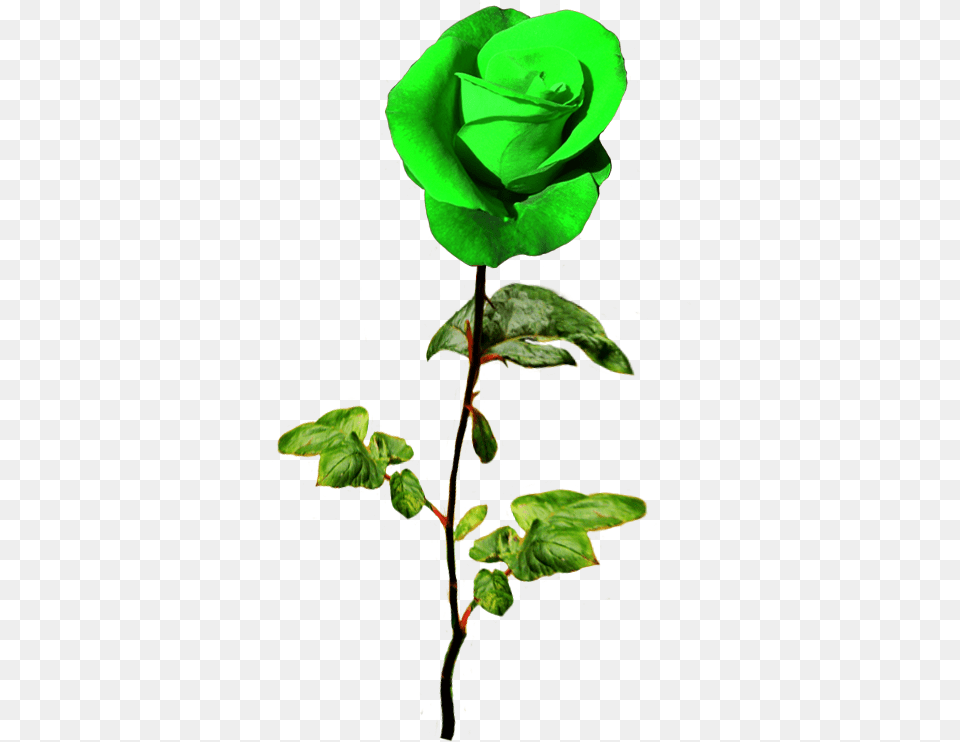 Day Green Rose Green Rose, Flower, Plant, Leaf Png