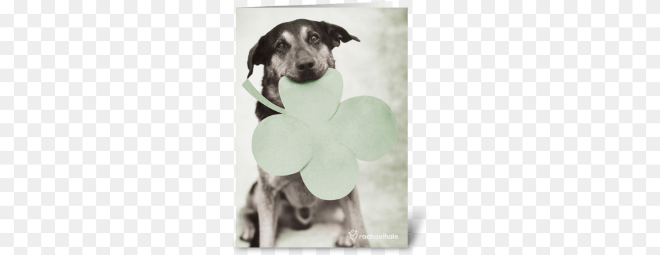 Day Greeting Card Dog, Animal, Canine, Mammal, Pet Png