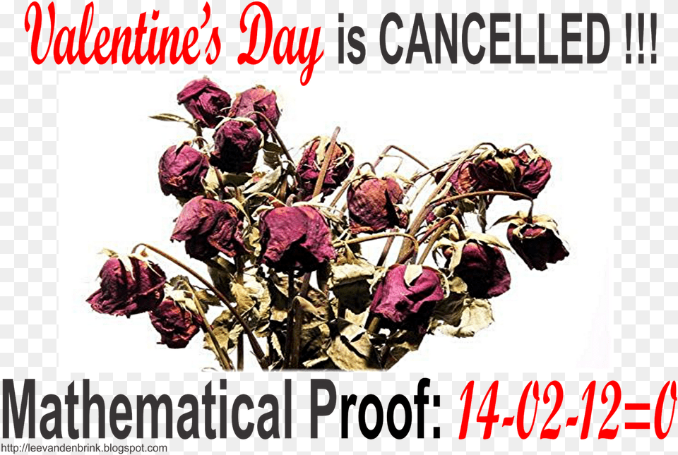 Day Is Cancelled Looking 4 Love In All The Wrong Places If You Search, Rose, Petal, Plant, Graphics Free Png Download