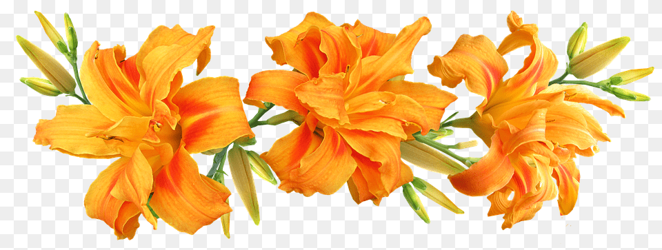 Day Lilies Flower, Plant, Petal Free Png Download