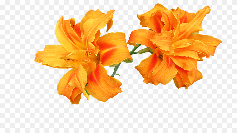 Day Lily Flower, Plant, Petal, Anther Free Png Download