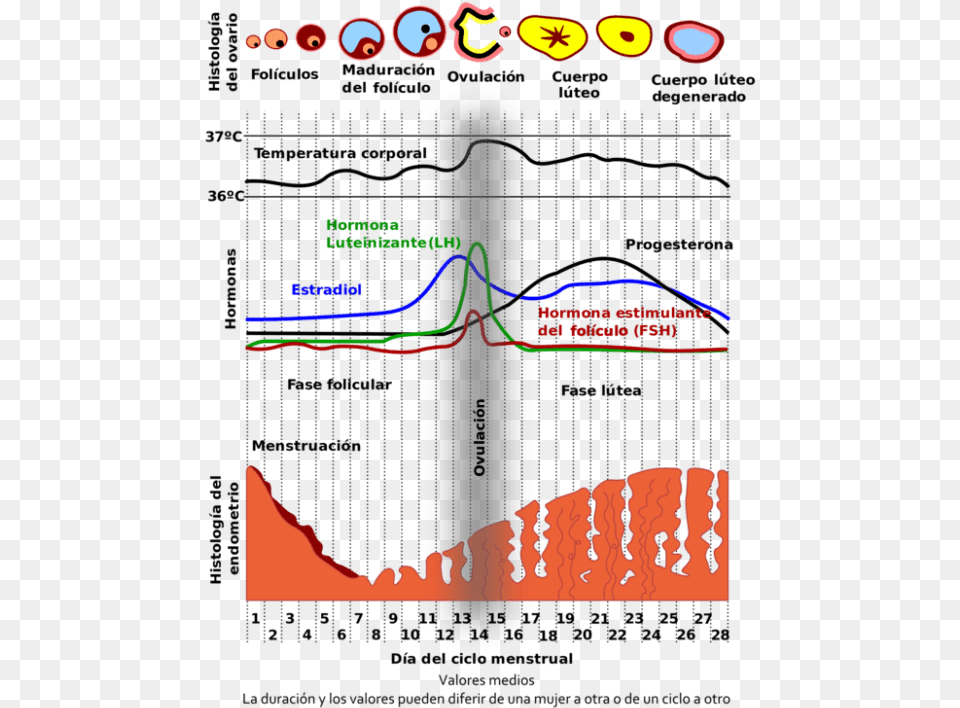 Day Of Menstrual Cycle Free Png Download