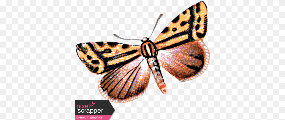 Day Of Thanks Brush Footed Butterfly, Animal, Insect, Invertebrate, Moth Png Image