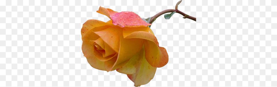 Day Rose Card, Flower, Petal, Plant Png