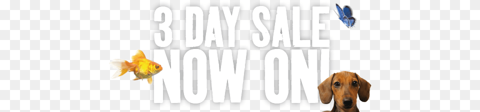 Day Sale Now On Banner Applause, Animal, Fish, Sea Life, Canine Free Png