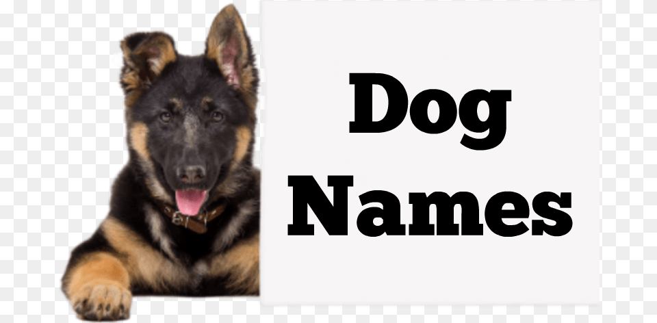 Day To Remember Meaning Pre School Number 5 Craft, Animal, Canine, Dog, German Shepherd Png