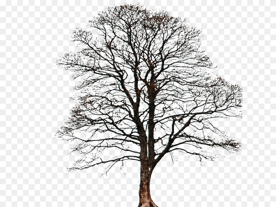 Days Of Photoshop Day Two Oak, Weather, Tree, Plant, Outdoors Png