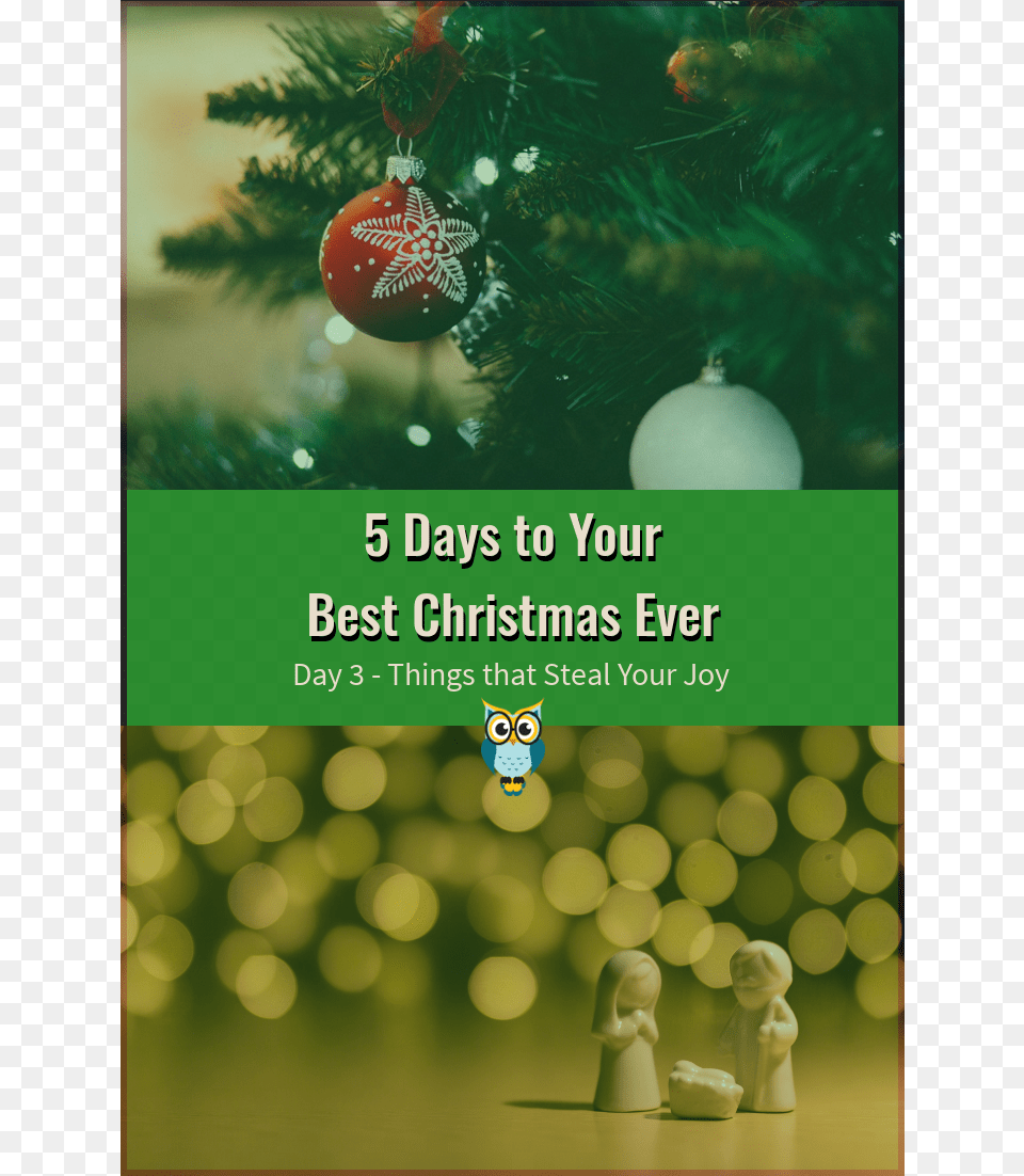 Days To Your Best Christmas Ever Day, Tree, Plant, Animal, Bird Png