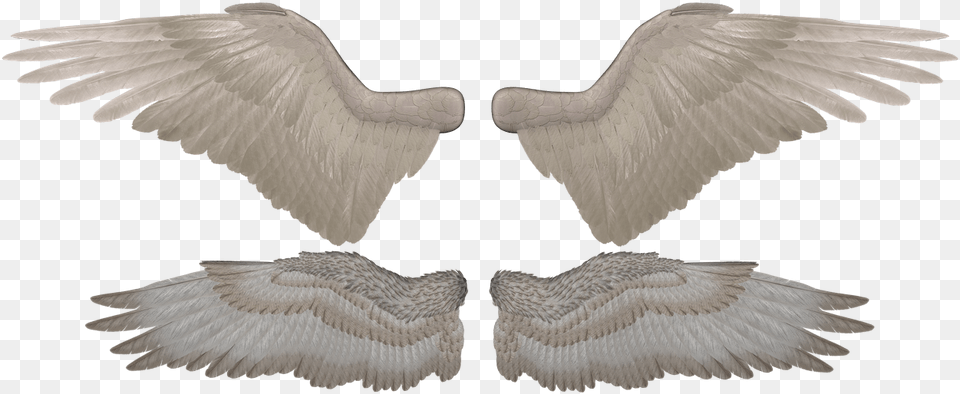 Daz Epic Wings, Animal, Bird, Flying, Vulture Free Png Download