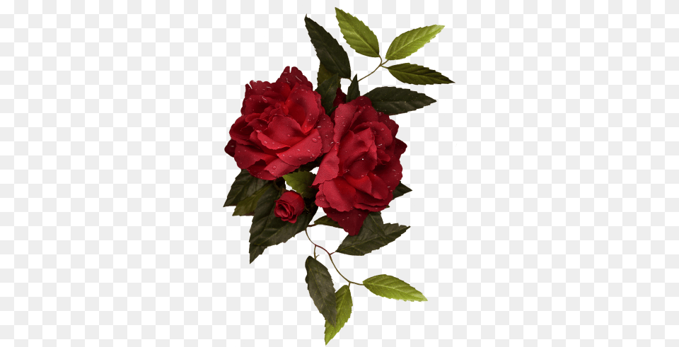 Dbv Rose Rose In 2018 Imagenes Rosas Bordadas, Flower, Plant, Flower Arrangement, Flower Bouquet Free Png