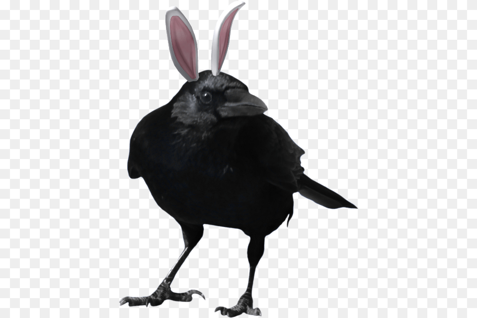 Dc Titans Raven Crow Transparent, Animal, Bird, Blackbird Free Png