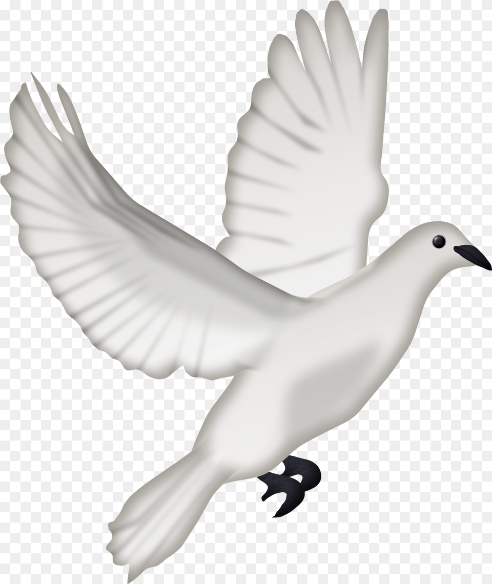 Dcd Ango Dove Pigeon, Animal, Bird Png Image