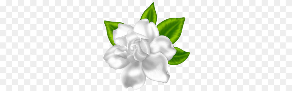 Dcd Inbl Gardenia Elaine Card Ideas Clip Art, Flower, Petal, Plant, Rose Free Transparent Png