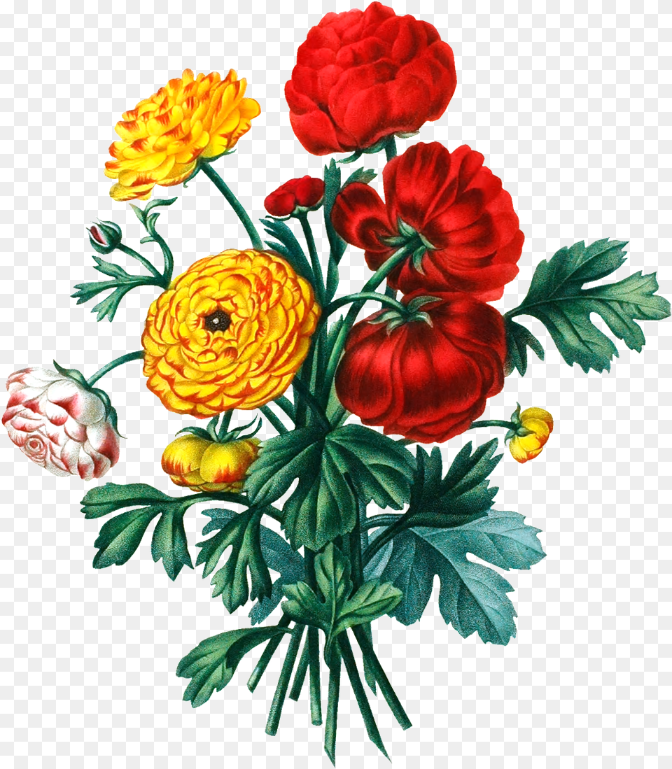 De Alta Definicion De Color De Ramo De Flores En El Vintage Graphic Flower, Art, Plant, Dahlia, Floral Design Free Png